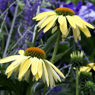 Plantes Vivaces ECHINACEA 'Sunrise' ® - Rudbeckia Pourpre en vente - Pépinière Lepage .