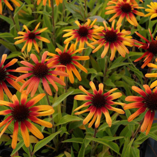 ECHINACEA 'Tequila Sunrise'® (SunSeekers Series)