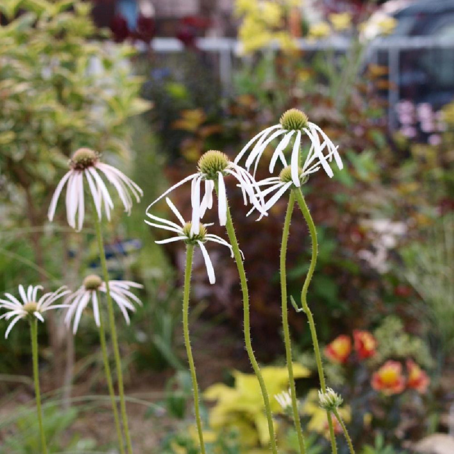 Plantes Vivaces ECHINACEA pallida 'Hula Dancer' - Echinacée pâle en vente - Pépinière Lepage .