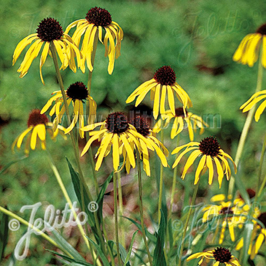 Plantes Vivaces ECHINACEA paradoxa var. paradoxa - Echinacée en vente - Rudbeckia inversé en vente - Pépinière Lepage .