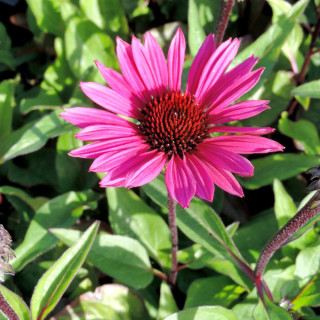 Plantes Vivaces ECHINACEA purpurea 'Fatal Attraction' ® - Rudbeckia Pourpre en vente - Pépinière Lepage .