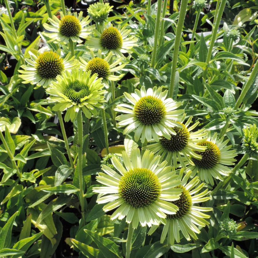 Plantes Vivaces ECHINACEA purpurea 'Green Jewel' ® - Rudbeckia Pourpre en vente - Pépinière Lepage .