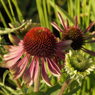 ECHINACEA purpurea 'Green Twister'