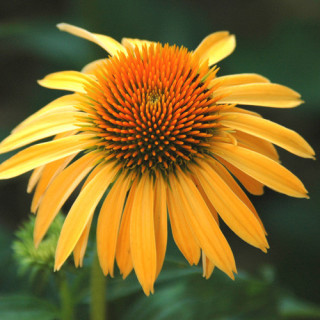Plantes Vivaces ECHINACEA purpurea 'Harvest Moon' ® - Rudbeckia Pourpre en vente - Pépinière Lepage .