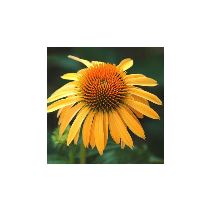 Plantes Vivaces ECHINACEA purpurea 'Harvest Moon' ® - Rudbeckia Pourpre en vente - Pépinière Lepage .