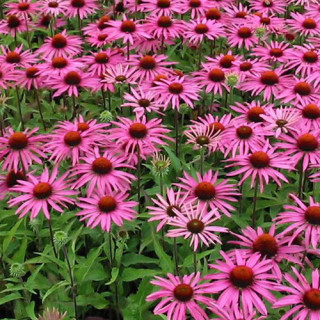 Plantes Vivaces ECHINACEA purpurea 'Magnus' - Rudbeckia Pourpre en vente - Pépinière Lepage .