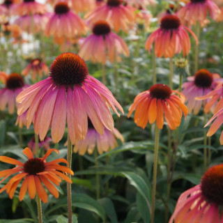 Plantes Vivaces ECHINACEA purpurea 'Rainbow Marcella' ® en vente - Pépinière Lepage .