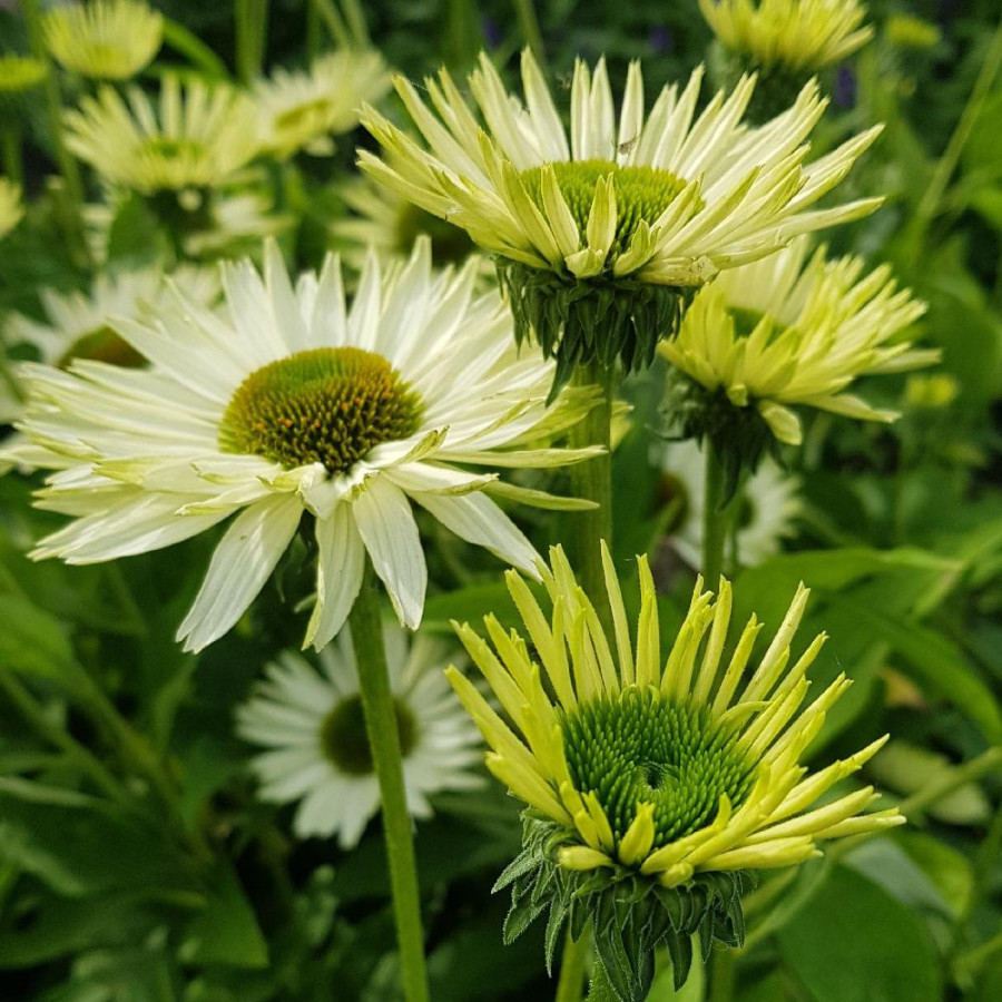 Plantes Vivaces ECHINACEA purpurea 'Virgin' ® - Rudbeckia Pourpre en vente - Pépinière Lepage .