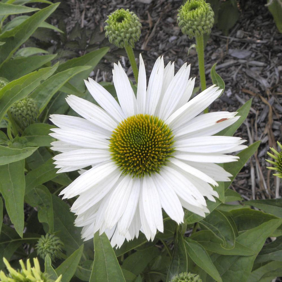 Plantes Vivaces ECHINACEA purpurea 'Virgin' ® - Rudbeckia Pourpre en vente - Pépinière Lepage .