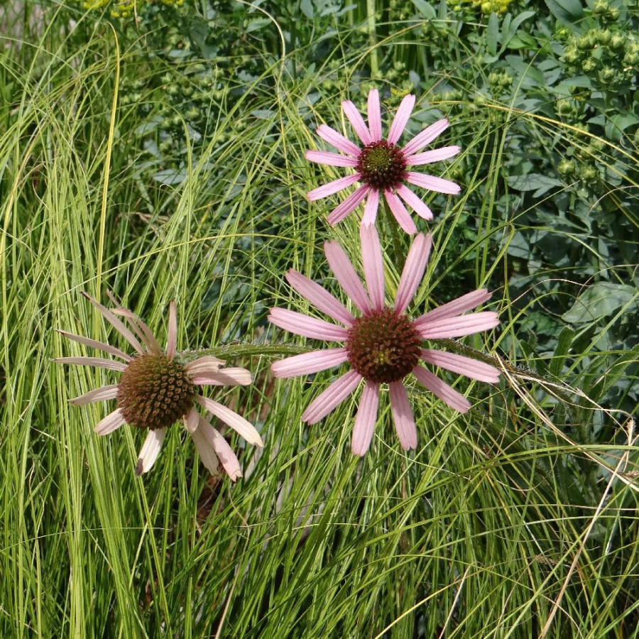 Plantes Vivaces ECHINACEA tenesseensis 'Rocky Top Hybrids' en vente - Pépinière Lepage .