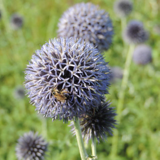 Plantes Vivaces ECHINOPS bannaticus 'Blue Globe' - Boule Azurée en vente - Chardon Boule en vente - Pépinière Lepage .