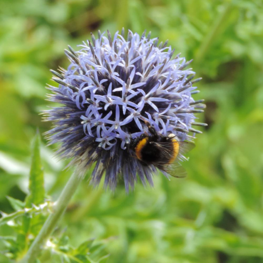 Plantes Vivaces ECHINOPS bannaticus 'Taplow Blue' - Boule Azurée en vente - Chardon Boule en vente - Pépinière Lepage .