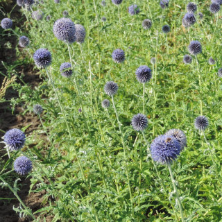 Plantes Vivaces ECHINOPS bannaticus 'Taplow Blue' - Boule Azurée en vente - Chardon Boule en vente - Pépinière Lepage .