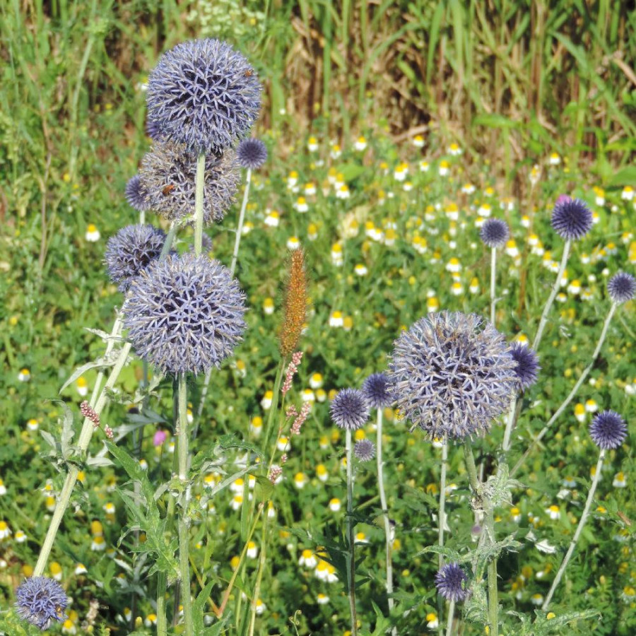 Plantes Vivaces ECHINOPS ritro 'Veitch's Blue' - Boule azurée en vente - Chardon Boule en vente - Pépinière Lepage .