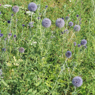 Plantes Vivaces ECHINOPS ritro 'Veitch's Blue' - Boule azurée en vente - Chardon Boule en vente - Pépinière Lepage .