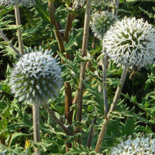 Plantes Vivaces ECHINOPS sphaerocephalus 'Arctic Glow' - Boule azurée en vente - Pépinière Lepage .
