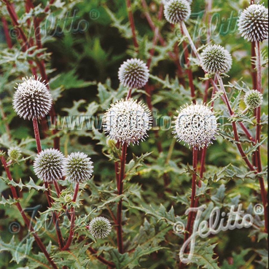 Plantes Vivaces ECHINOPS sphaerocephalus 'Arctic Glow' - Boule azurée en vente - Pépinière Lepage .