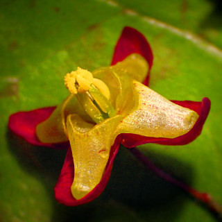 Plantes Vivaces EPIMEDIUM alpinum - Fleur des Elfes en vente - Pépinière Lepage .