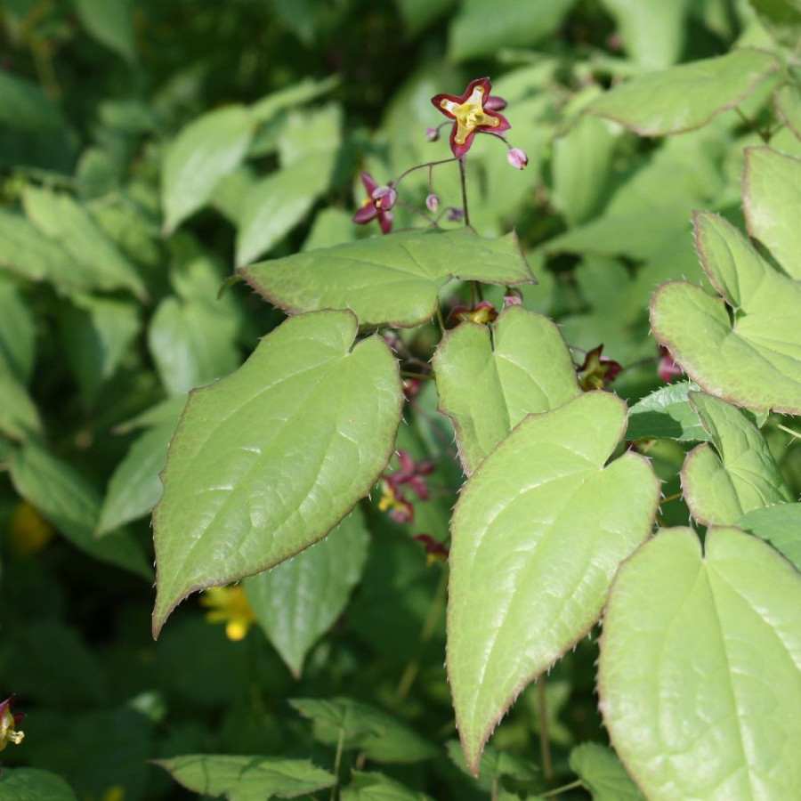 Plantes Vivaces EPIMEDIUM alpinum - Fleur des Elfes en vente - Pépinière Lepage .
