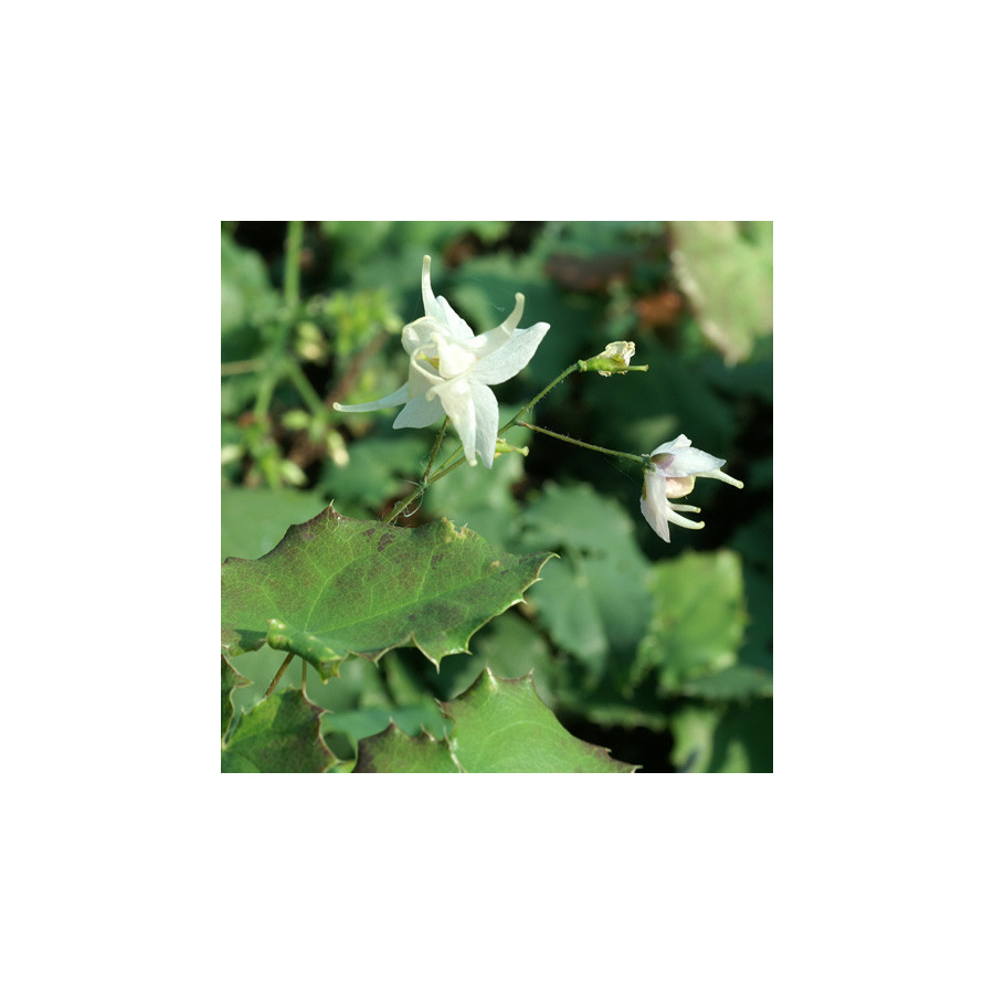 Plantes Vivaces EPIMEDIUM pauciflorum - Fleur des Elfes en vente - Pépinière Lepage .