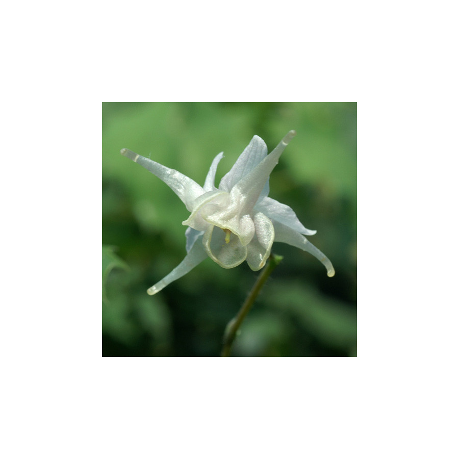 Plantes Vivaces EPIMEDIUM pauciflorum - Fleur des Elfes en vente - Pépinière Lepage .