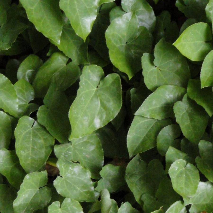 Plantes Vivaces EPIMEDIUM perralderianum - Fleur des Elfes en vente - Pépinière Lepage .