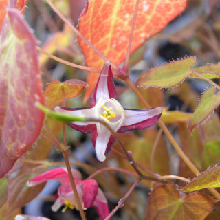 Plantes Vivaces EPIMEDIUM rubrum - Fleur des Elfes en vente - Pépinière Lepage .