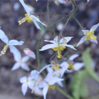 Plantes Vivaces EPIMEDIUM stellulatum 'Wudang Star' - Fleur des Elfes en vente - Pépinière Lepage .