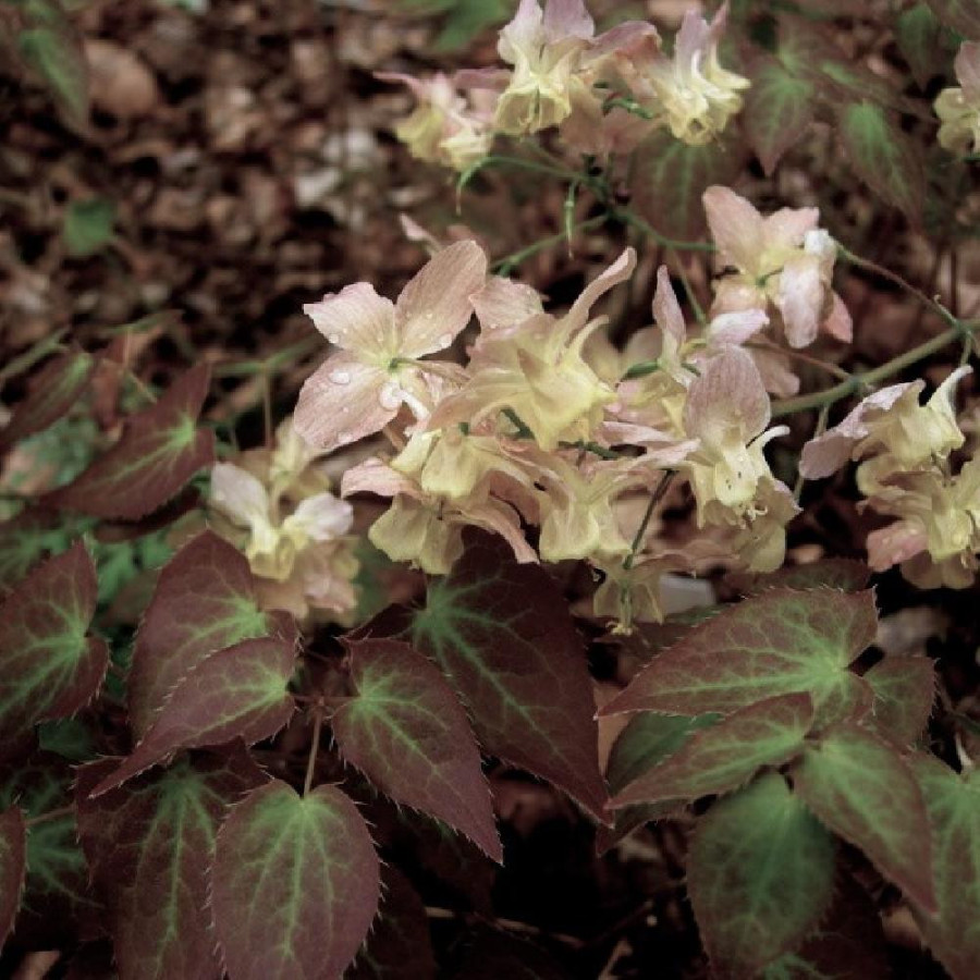 Plantes Vivaces EPIMEDIUM versicolor 'Cupreum' - Fleur des Elfes en vente - Pépinière Lepage .