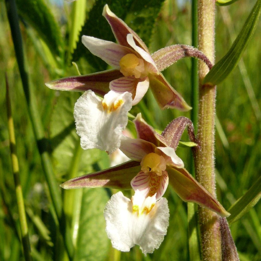 Plantes Vivaces EPIPACTIS palustris en vente - Pépinière Lepage .