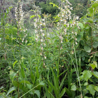 Plantes Vivaces EPIPACTIS palustris en vente - Pépinière Lepage .