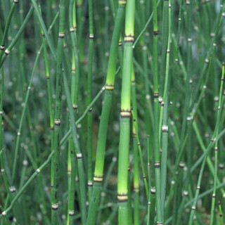 Plantes Vivaces EQUISETUM 'Japonicum' - Prêle japonaise en vente - Pépinière Lepage .