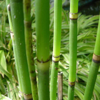Plantes Vivaces EQUISETUM hyemale - Prêle d'hiver en vente - Pépinière Lepage .