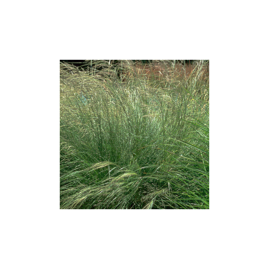 Plantes Vivaces ERAGROSTIS curvula - Eragrostide en vente - Pépinière Lepage .