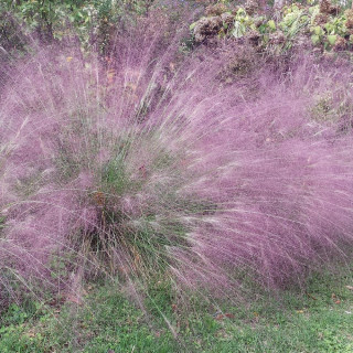 Plantes Vivaces ERAGROSTIS spectabilis         - Eragrostide en vente - Pépinière Lepage .