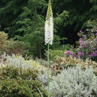 Plantes Vivaces EREMURUS himalaicus - Lis des steppes en vente - Quenouille de Cléopâtre en vente - Pépinière Lepage .