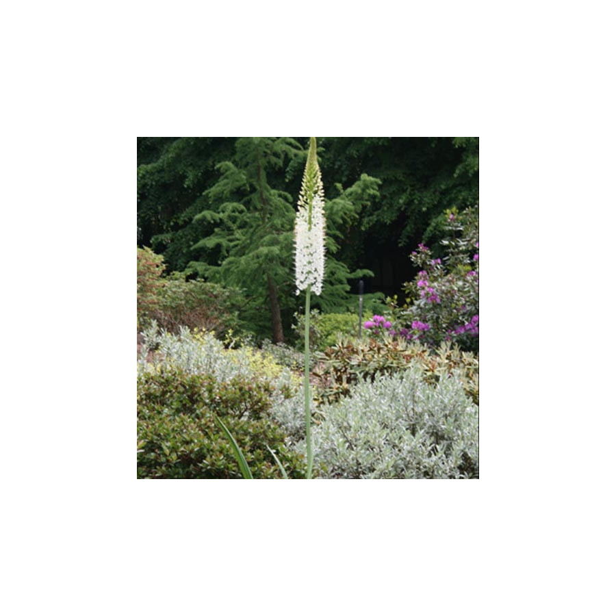 Plantes Vivaces EREMURUS himalaicus - Lis des steppes en vente - Quenouille de Cléopâtre en vente - Pépinière Lepage .
