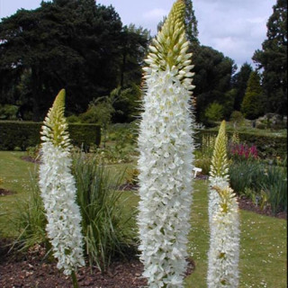Plantes Vivaces EREMURUS himalaicus - Lis des steppes en vente - Quenouille de Cléopâtre en vente - Pépinière Lepage .