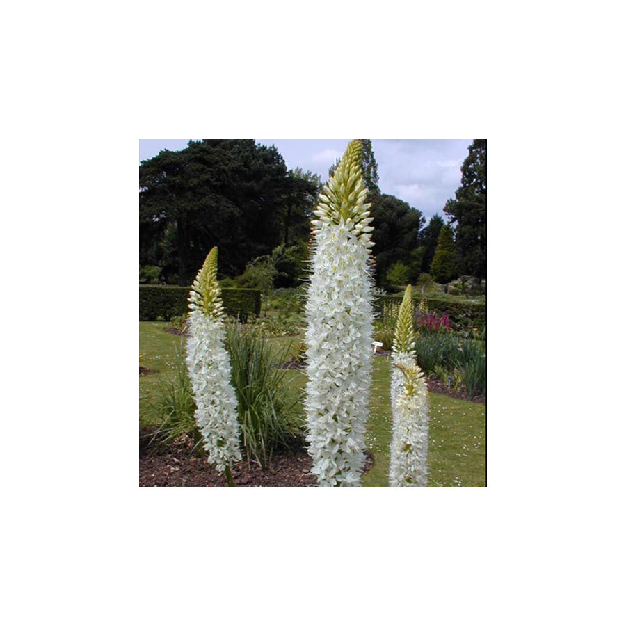 Plantes Vivaces EREMURUS himalaicus - Lis des steppes en vente - Quenouille de Cléopâtre en vente - Pépinière Lepage .