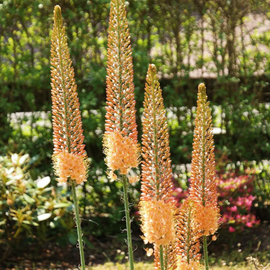 Plantes Vivaces EREMURUS isabellinus 'Cleopatra' - Lis des steppes en vente - Quenouille de Cléopâtre en vente - Pépinière Lepag