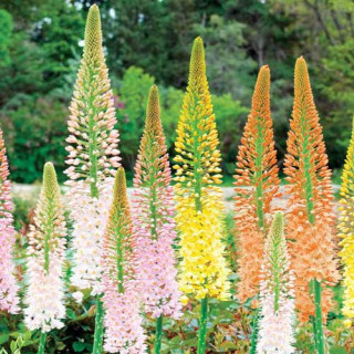 Plantes Vivaces EREMURUS isabellinus Ruiter's hybrids - Lis des steppes en vente - Quenouille de Cléopâtre en vente - Pépinière 