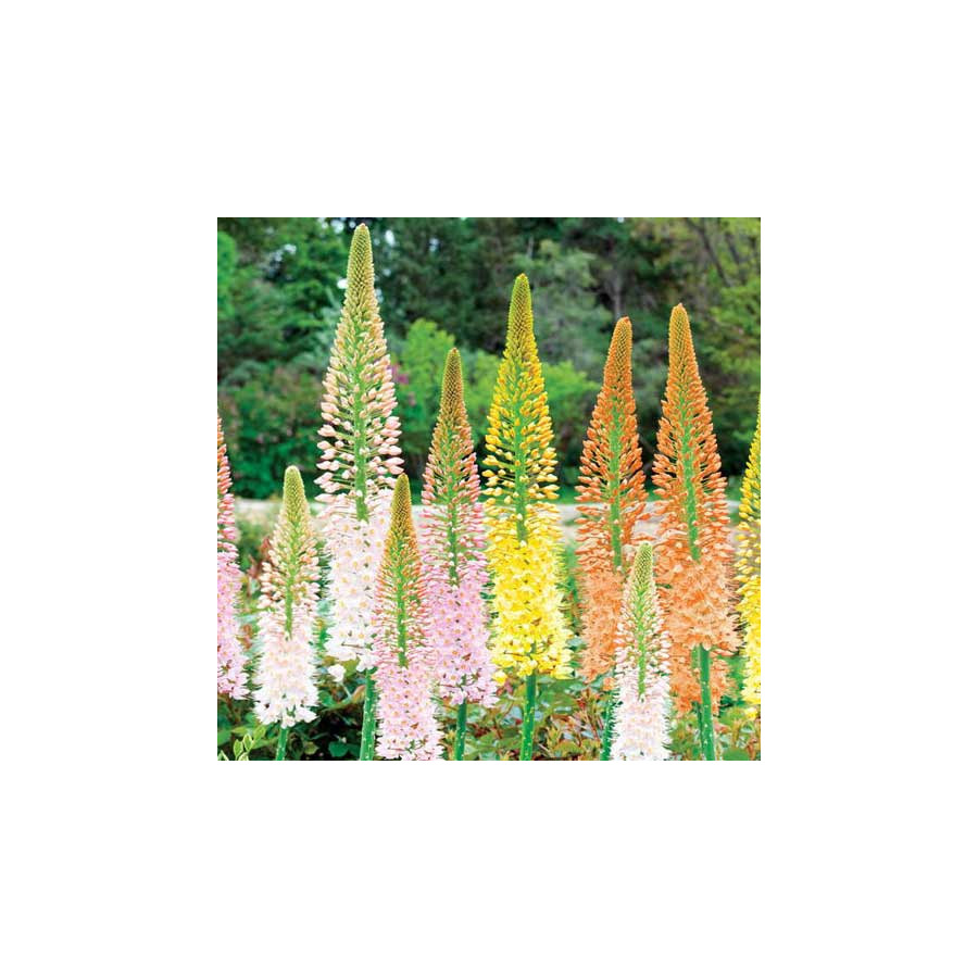 Plantes Vivaces EREMURUS isabellinus Ruiter's hybrids - Lis des steppes en vente - Quenouille de Cléopâtre en vente - Pépinière 