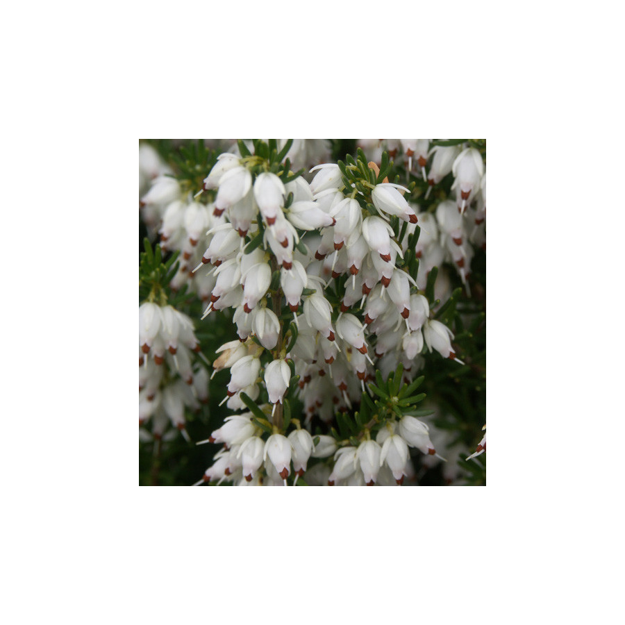 Plantes Vivaces ERICA carnea 'Springwood White' - Bruyère des neiges en vente - Pépinière Lepage .