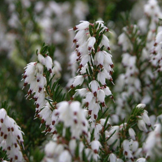 ERICA carnea f.alba 'Snow Queen'