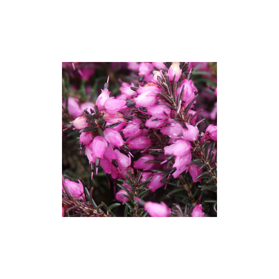 Plantes Vivaces ERICA darleyensis 'Kramer's Rote' - Bruyère d'hiver en vente - Pépinière Lepage .