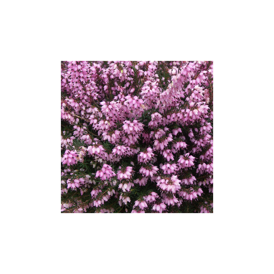 Plantes Vivaces ERICA darleyensis 'Spring Surprise' - Bruyère d'hiver en vente - Pépinière Lepage .