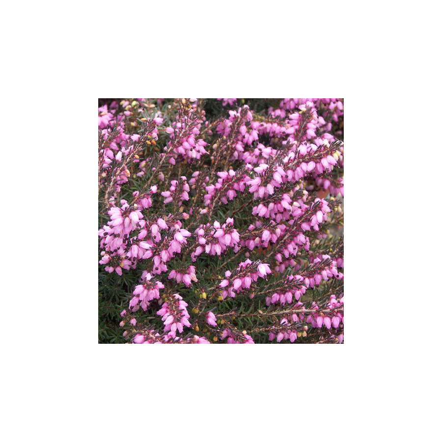 Plantes Vivaces ERICA darleyensis 'Spring Surprise' - Bruyère d'hiver en vente - Pépinière Lepage .