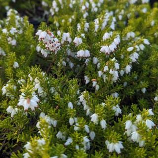 ERICA darleyensis 'White Perfection'