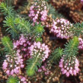 Plantes Vivaces ERICA vagans 'Mrs D.F. Maxwell' - Bruyère de Cornouaille en vente - Pépinière Lepage .