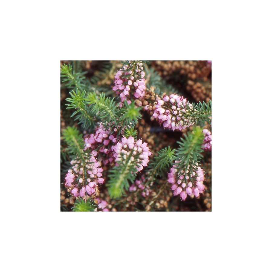 Plantes Vivaces ERICA vagans 'Mrs D.F. Maxwell' - Bruyère de Cornouaille en vente - Pépinière Lepage .